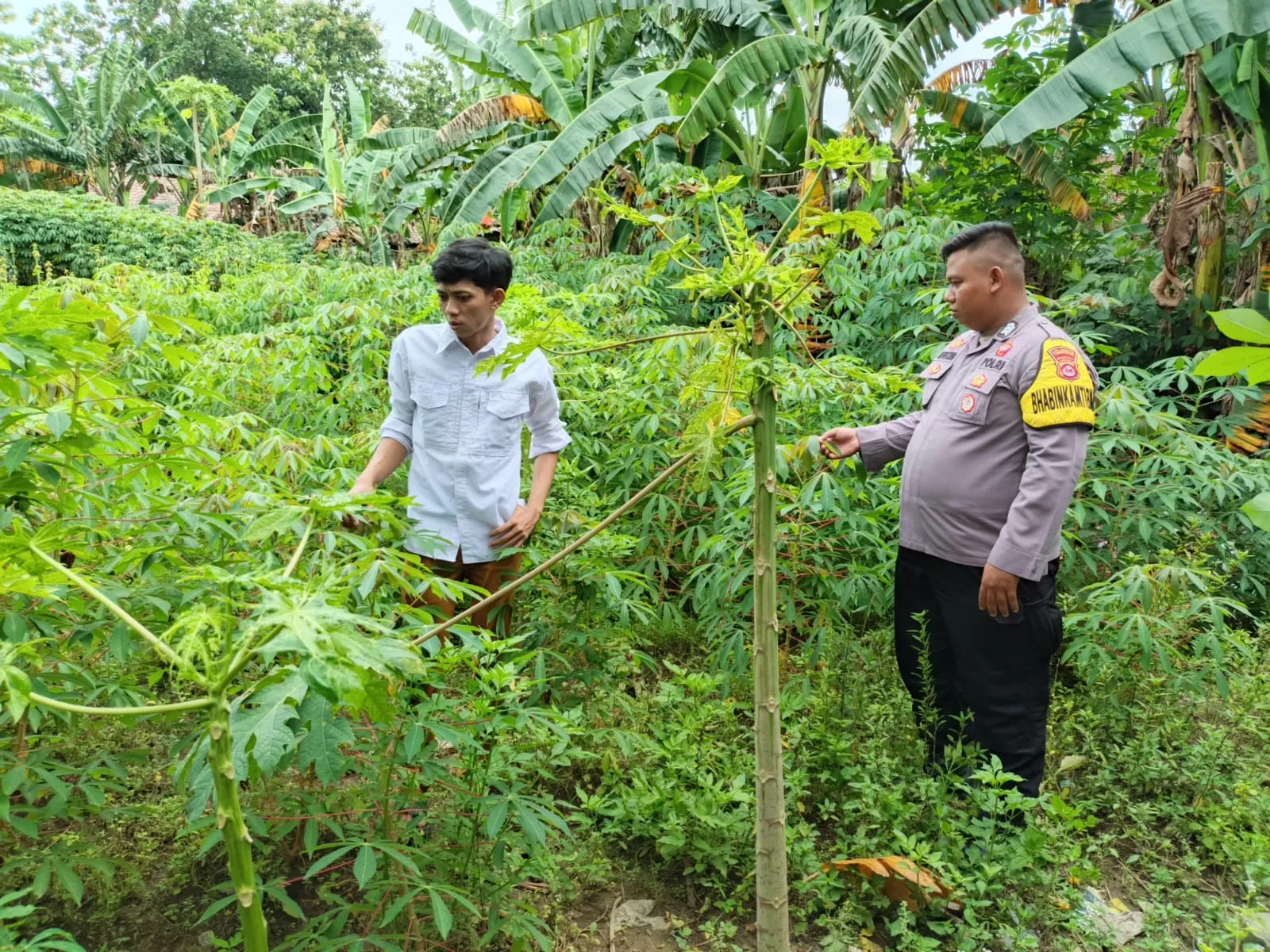 Bhabinkamtibmas Cisoka dampingi petani, edukasi cara bertani yang baik untuk hasil panen maksimal. Backlink ke MaxMinis.com